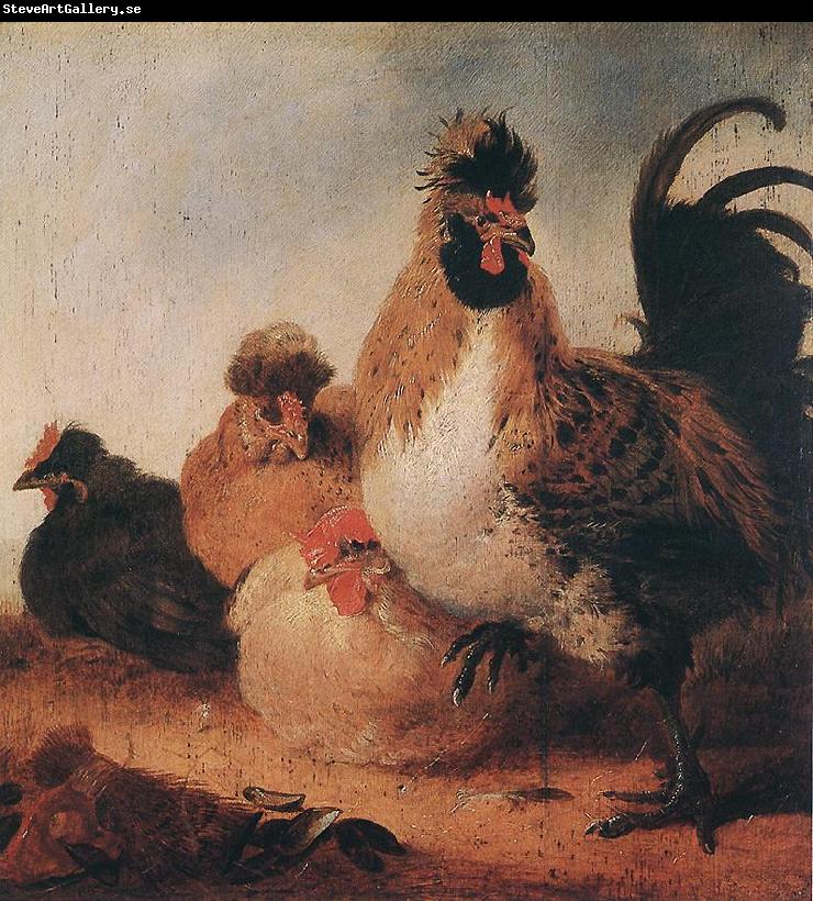 CUYP, Aelbert Rooster and Hens dfg